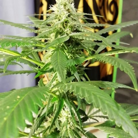 Gorilla#3 growlog photo: Pamppu-kuvia 5nen vkon loppupuolelta. 