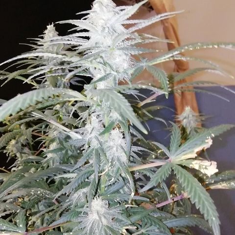 Gorilla#3 growlog photo: Pamppu-kuvia 5nen vkon loppupuolelta. 