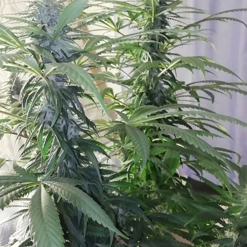 Gorilla#3 growlog photo: Pamppu-kuvia 5nen vkon loppupuolelta. 