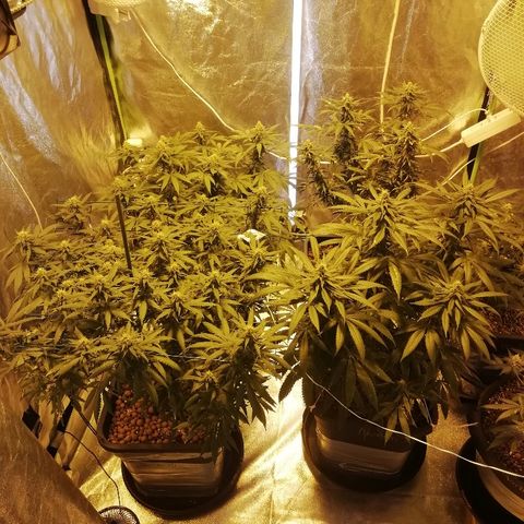Gorilla#3 growlog photo: Looking good👍
