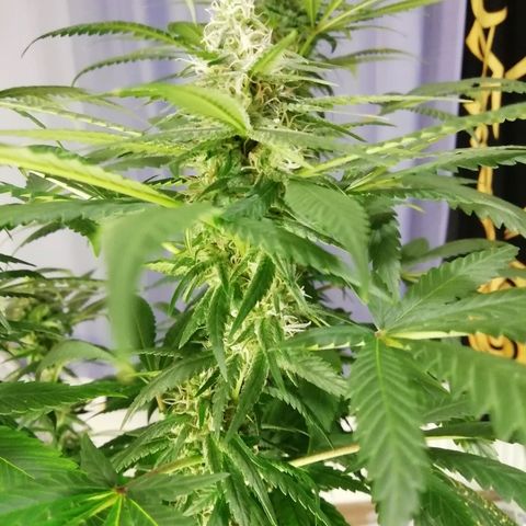 Gorilla#3 growlog photo: Looking good👍