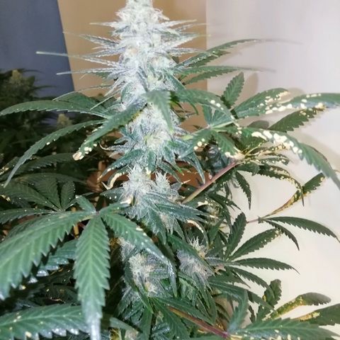 Gorilla#3 growlog photo: Looking good👍