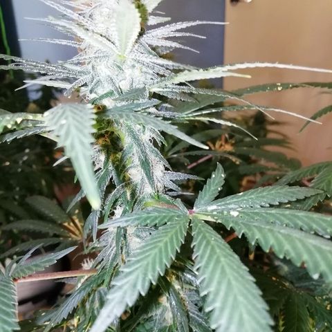 Gorilla#3 growlog photo: Looking good👍