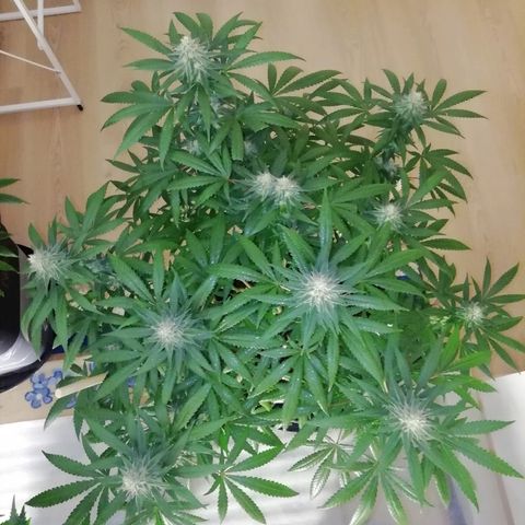 Gorilla#3 growlog photo: Looking good👍
