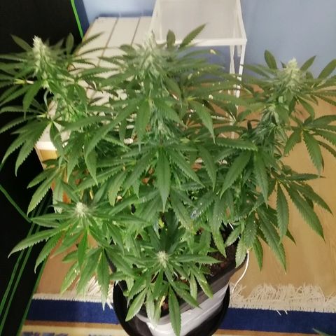 Gorilla#3 growlog photo: Looking good👍