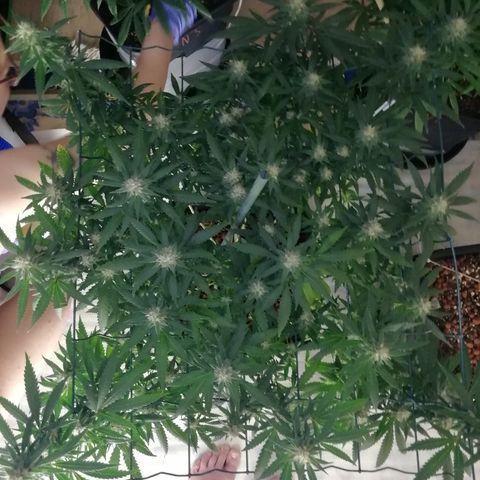 Gorilla#3 growlog photo: Looking good👍