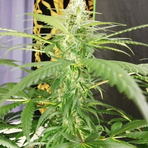 Gorilla#3 growlog photo: Looking good👍