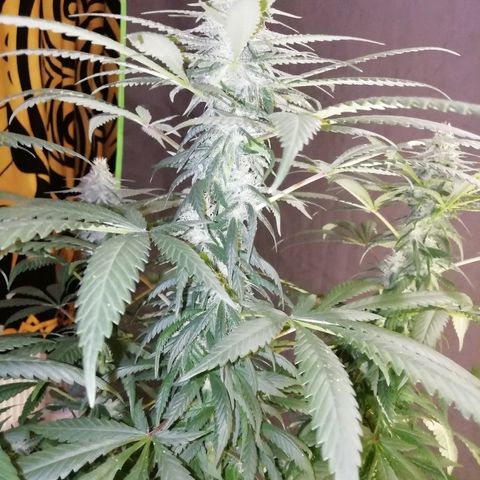 Gorilla#3 growlog photo: Looking good👍