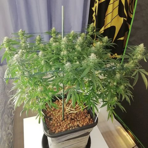 Gorilla#3 growlog photo: Looking good👍