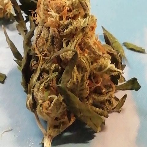 Gorilla#3 growlog photo: Vähän kuvaa trikomeista. 