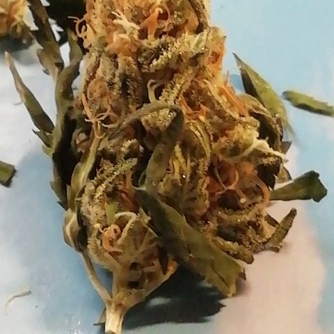 Gorilla#3 growlog photo: Vähän kuvaa trikomeista. 