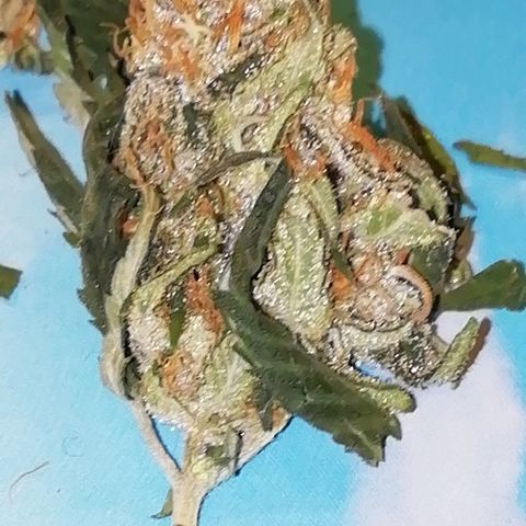 Gorilla#3 growlog photo: Vähän kuvaa trikomeista. 