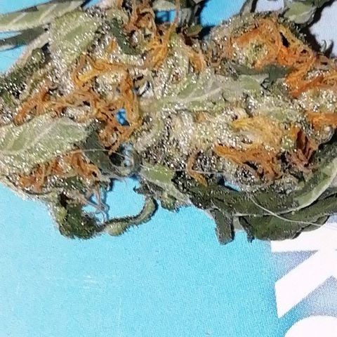 Gorilla#3 growlog photo: Vähän kuvaa trikomeista. 