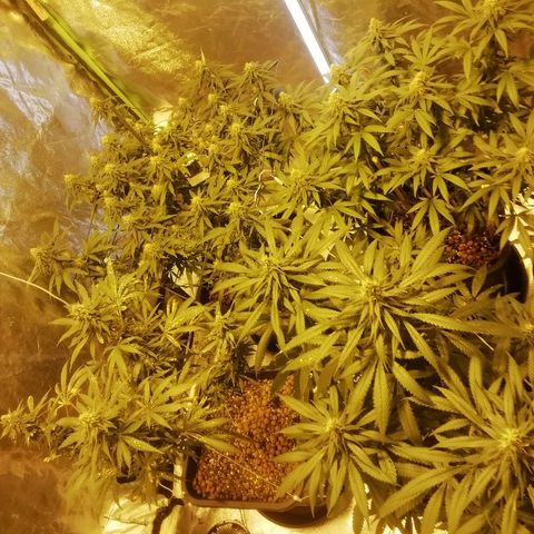 Gorilla#3 growlog photo: Kokonais kuvaa isoimmista 