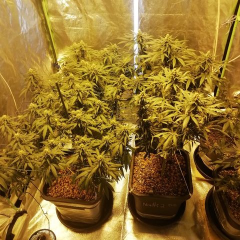 Gorilla#3 growlog photo: Kokonais kuvaa isoimmista 