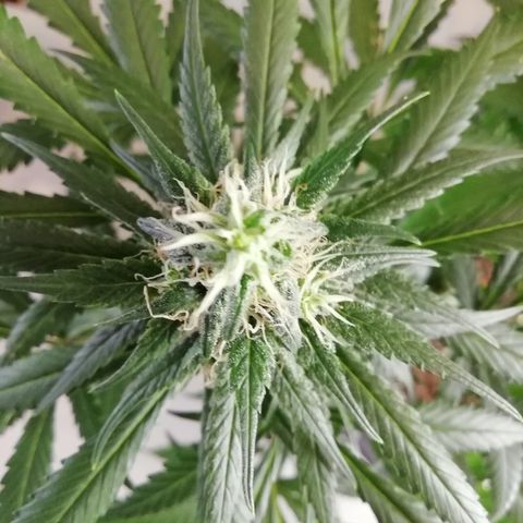 Gorilla#3 growlog photo: Uutta kuvaa 