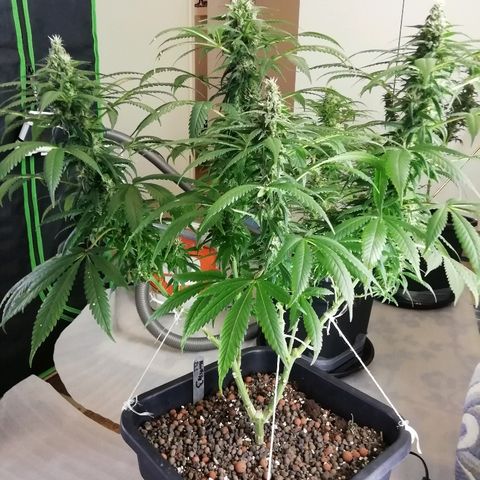 Gorilla#3 growlog photo: Uutta kuvaa 