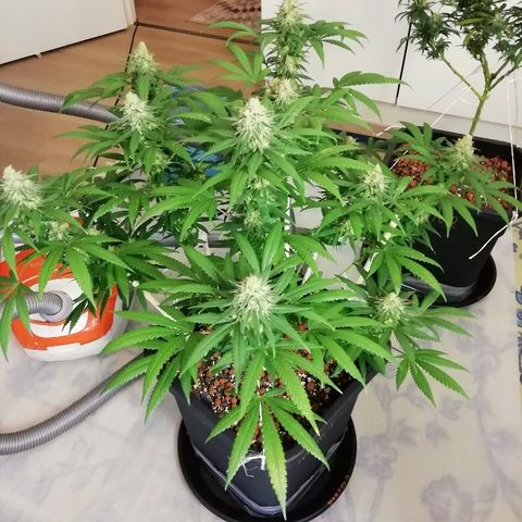 Gorilla#3 growlog photo: Uutta kuvaa 