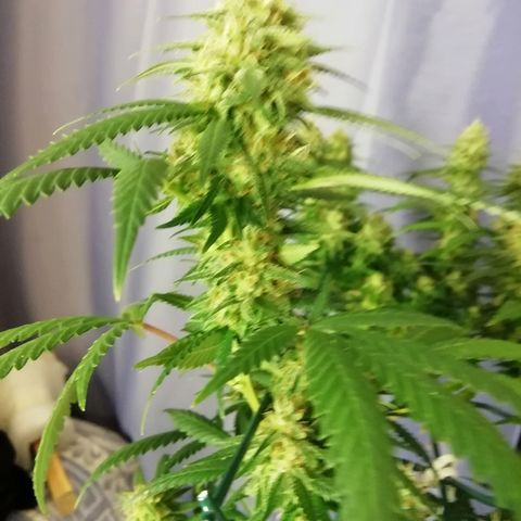 Gorilla#3 growlog photo: Uutta kuvaa 