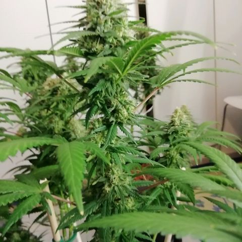 Gorilla#3 growlog photo: Uutta kuvaa 
