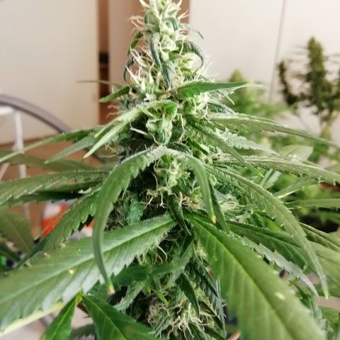 Gorilla#3 growlog photo: Uutta kuvaa 
