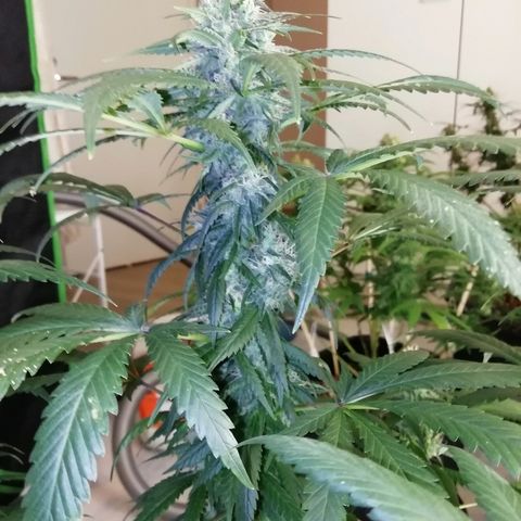Gorilla#3 growlog photo: Uutta kuvaa 