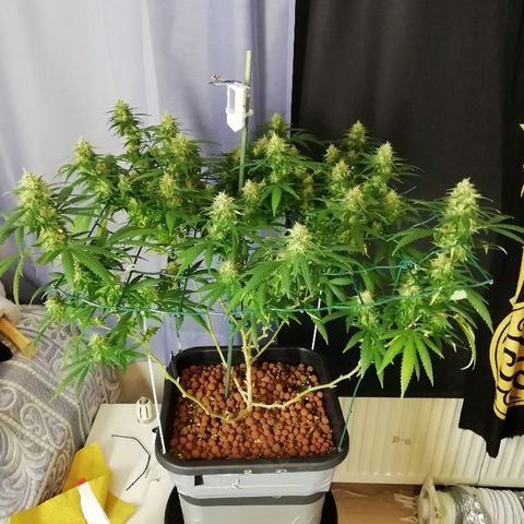 Gorilla#3 growlog photo: Uutta kuvaa 