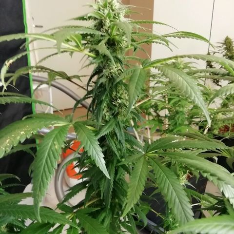 Gorilla#3 growlog photo: Uutta kuvaa 