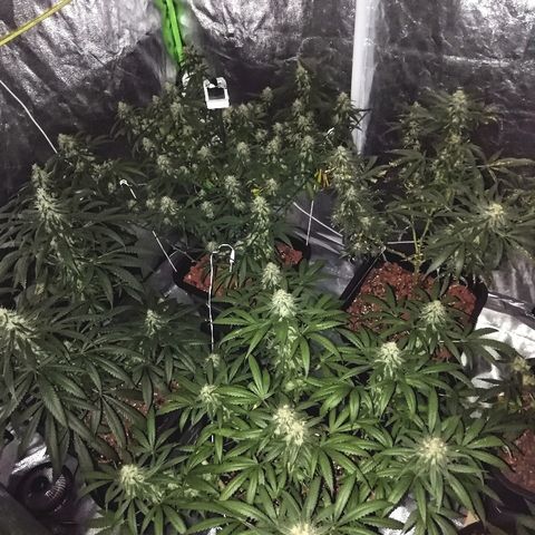 Gorilla#3 growlog photo: Yökuvaa