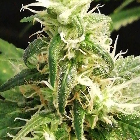 Gorilla#3 growlog photo: Päivitystä