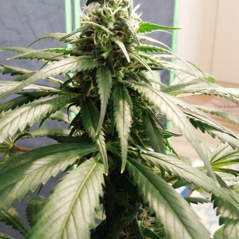 Gorilla#3 growlog photo: Päivitystä