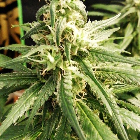 Gorilla#3 growlog photo: Päivitystä