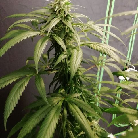 Gorilla#3 growlog photo: Päivitystä