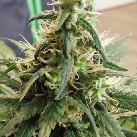 Gorilla#3 growlog photo: Päivitystä