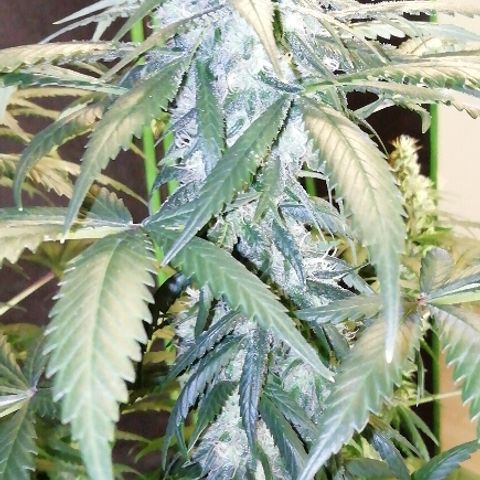 Gorilla#3 growlog photo: Päivitystä