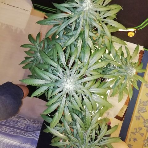 Gorilla#3 growlog photo: Päivitystä