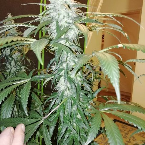 Gorilla#3 growlog photo: Päivitystä