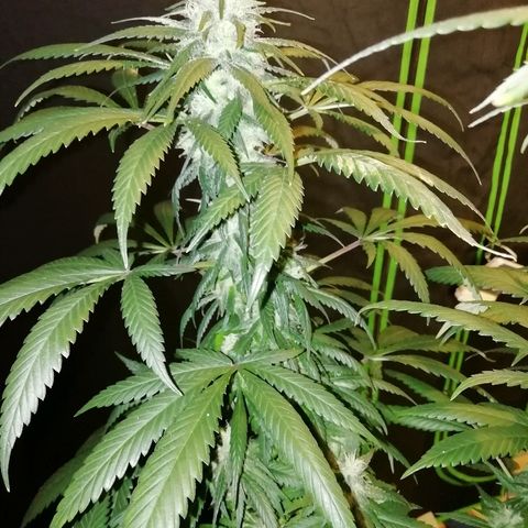 Gorilla#3 growlog photo: Päivitystä