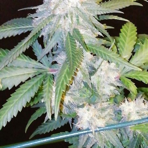 Gorilla#3 growlog photo: Päivitystä