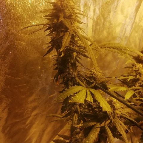 Gorilla#3 growlog timeline photo