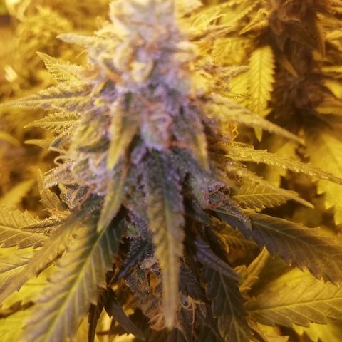 Gorilla#3 growlog timeline photo
