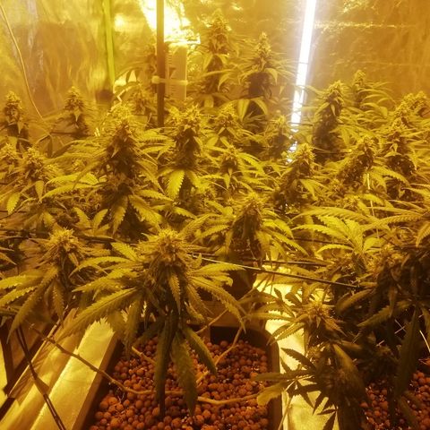 Gorilla#3 growlog timeline photo
