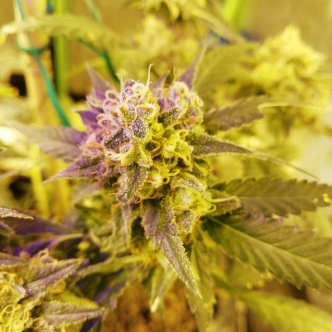 Gorilla#3 growlog timeline photo