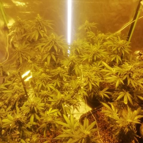 Gorilla#3 growlog timeline photo