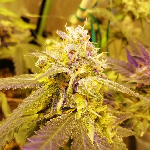 Gorilla#3 growlog timeline photo