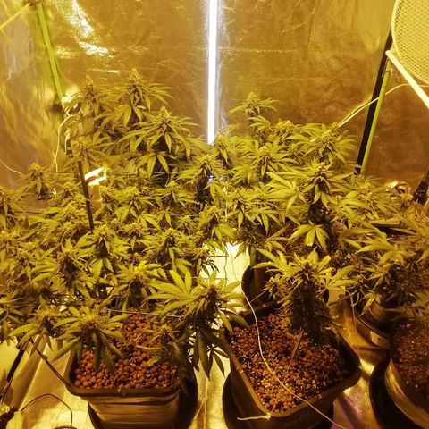 Gorilla#3 growlog timeline photo