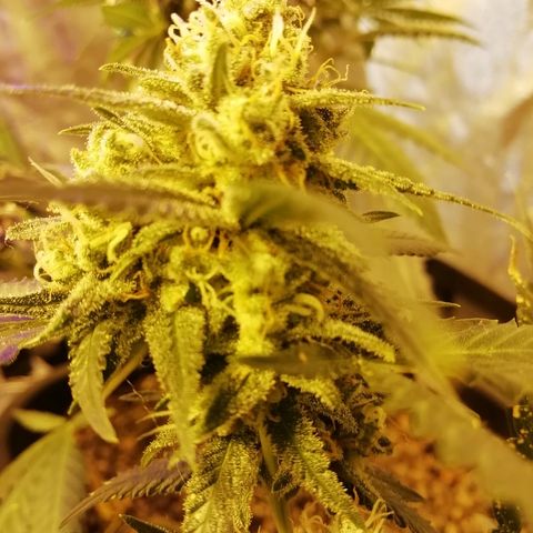 Gorilla#3 growlog timeline photo