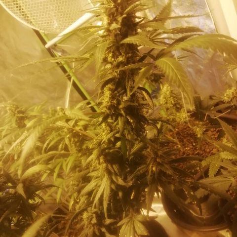 Gorilla#3 growlog timeline photo