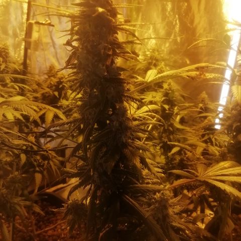 Gorilla#3 growlog timeline photo