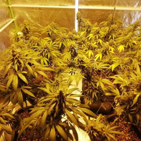 Gorilla#3 growlog photo: Viimesiä kuvia pikkuhiljaa, ennen ku tää proggis loppuu. 